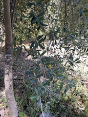 Olea