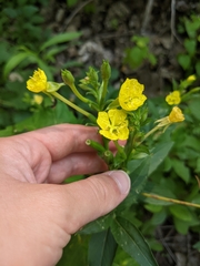 Oenothera parviflora