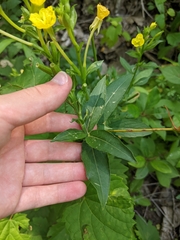 Oenothera parviflora