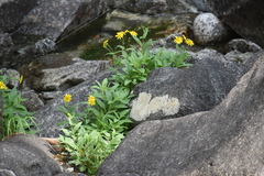 Arnica lanceolata