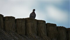 Streptopelia senegalensis