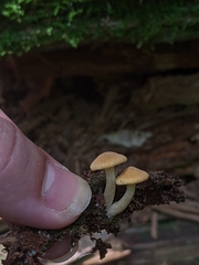 Basidiomycota