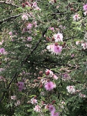 Mimosa monancistra