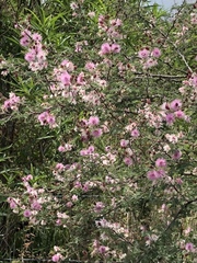 Mimosa monancistra