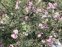 Mimosa monancistra