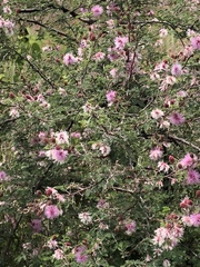 Mimosa monancistra
