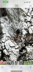 Crematogaster