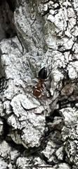 Crematogaster