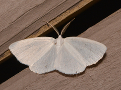 Lomographa vestaliata