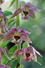 Epipactis helleborine