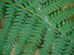 Dryopteris filix-mas