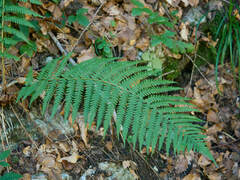 Dryopteris filix-mas