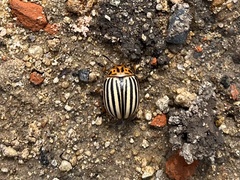 Leptinotarsa decemlineata