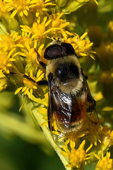 Eristalis flavipes