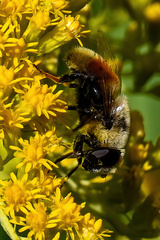Eristalis flavipes