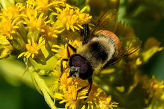 Eristalis flavipes