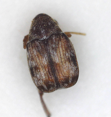 Bruchinae