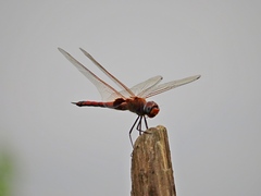 Tramea transmarina