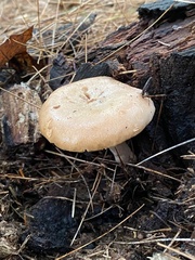 Lactarius