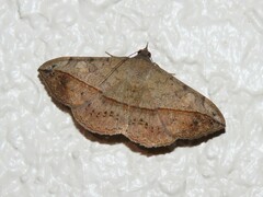 Anticarsia gemmatalis