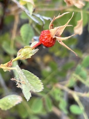 Rosa californica