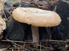 Lactarius