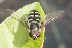 Lapposyrphus lapponicus