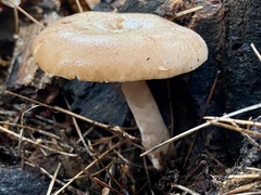 Lactarius