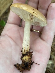 Lactarius