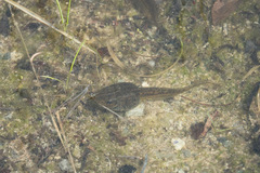 Lithobates sylvaticus