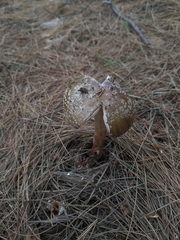 Amanita rubescens