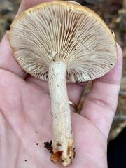 Lactarius