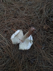Amanita rubescens
