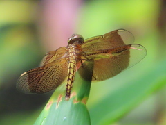 Neurothemis taiwanensis
