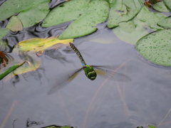 Anax guttatus