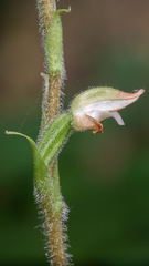 Goodyera oblongifolia