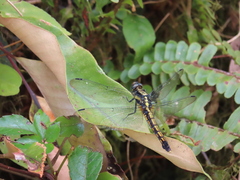 Orthetrum triangulare