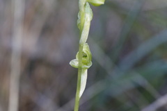 Pterostylis mutica