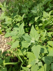 Atriplex oblongifolia
