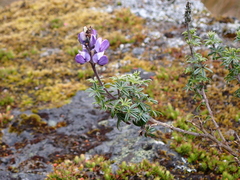 Lupinus pubescens