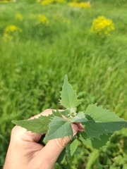 Atriplex oblongifolia