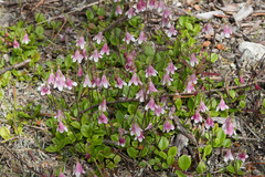 Linnaea borealis