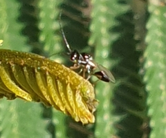Figitidae