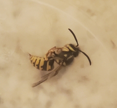 Vespula pensylvanica