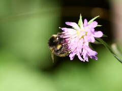 Bombus soroeensis