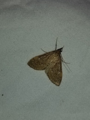 Saucrobotys futilalis