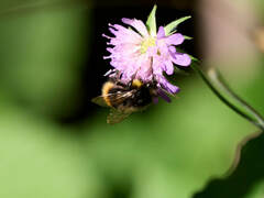 Bombus soroeensis