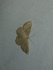 Scopula inductata
