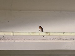 Hirundo neoxena
