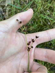 Juncus articulatus